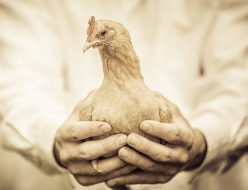 Avoid These Mistakes As A New Poultry Farmer